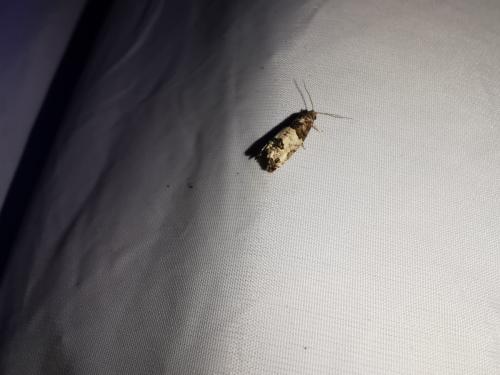 Réf. 337 221 : Spilonota ocellana